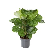 Calathéa : plante Ø14cm pot à Truffaut dans Paris Calathéa : plante Ø14cm pot à Truffaut dans Paris