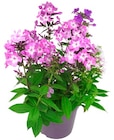 Flammenblume im Penny Prospekt Flammenblume im aktuellen Penny Prospekt für 5,99 €