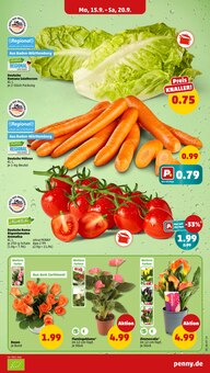 Tomaten im Penny Prospekt "Wer günstig will, muss Penny." mit 41 Seiten (Saarbrücken)