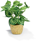 Peperomia von Creative Green im aktuellen Netto Marken-Discount Prospekt