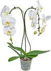 Orchidee Sonderformen von  im aktuellen Kaufland Prospekt für 