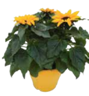 Chrysanthemenbusch für 4,99 € bei Marktkauf im Angebot Chrysanthemenbusch im aktuellen Marktkauf Prospekt