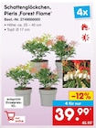 Schattenglöckchen, Pieris ‚Forest Flame‘ für 39,99 € bei Netto Marken-Discount im Angebot Schattenglöckchen, Pieris ‚Forest Flame‘ im aktuellen Netto Marken-Discount Prospekt
