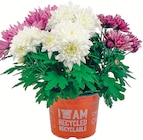 Chrysanthemen Trio „Spezial Mix“ für 2,99 € bei Netto mit dem Scottie im Angebot Chrysanthemen Trio „Spezial Mix“ im aktuellen Netto mit dem Scottie Prospekt