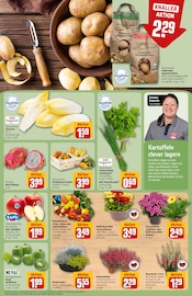 Ähnliche Balkonpflanzen Angebote im Prospekt "Dein Markt" von REWE in Regensburg Ähnliche Angebote wie Balkonpflanzen im Prospekt "Dein Markt" auf Seite 13 von REWE in Regensburg
