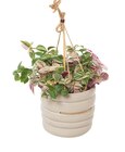 Truffaut Saint-Fargeau-Ponthierry - Promo PLANTE VERTE EN SUSPENSION CÉRAMIQUE Promo PLANTE VERTE EN SUSPENSION CÉRAMIQUE à 7,99 € dans le catalogue Truffaut à Saint-Fargeau-Ponthierry