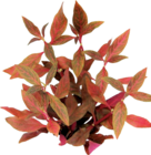 Gartenpflanzen im Hornbach Prospekt Papageienblatt „Red Ruby“ im aktuellen Hornbach Prospekt für 5,99 €