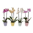 Orchidée 2 Branches + Cache Pot Céramique en promo chez Auchan Hypermarché Toulon à 13,99 €