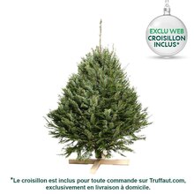 Sapin de Noël naturel Abies grandis : 100/125 cm coupé à Truffaut dans Palaiseau Sapin de Noël naturel Abies grandis : 100/125 cm coupé à Truffaut dans Palaiseau
