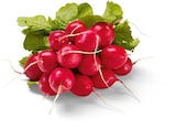 Aktuelles Radieschen Angebot bei Netto Marken-Discount in Würzburg ab 1,00 €