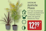 Asiatische Pflanze im Angebot bei ALDI Nord in Halberstadt Asiatische Pflanze Angebote von GARDENLINE bei ALDI Nord Halberstadt für 12,99 €