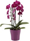Orchidée cascade en promo chez Carrefour Orchidée cascade dans le catalogue Carrefour