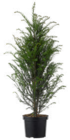 Eibe im Angebot bei Blumen Ostmann in Oldenburg Eibe Angebote bei Blumen Ostmann Oldenburg für 14,99 €
