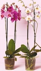 Orchideen 2 Triebe bei Netto mit dem Scottie im Ellerbek Prospekt für 7,99 €