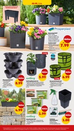 Blumenkasten im Penny Prospekt in Mülheim Aktueller Penny Prospekt mit Blumenkasten, "Wer günstig will, muss Penny.", Seite 34