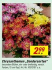 Chrysanthemen „Sondersorten“ Angebote bei toom Baumarkt Jena für 2,99 €