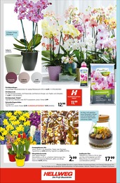 Pflanzen im Hellweg Prospekt Robust und vielseitig auf S. 16