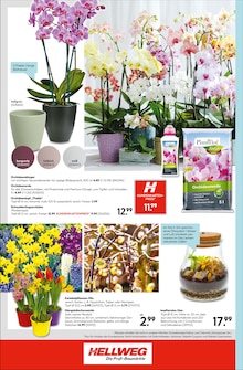 Pflanzen im Hellweg Prospekt "Robust und vielseitig" mit 16 Seiten (Chemnitz)