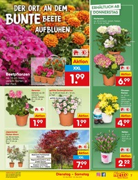 Netto Marken-Discount Chrysanthemen im Prospekt Netto Marken-Discount Chrysanthemen im Prospekt