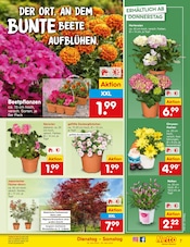 Balkonpflanzen im Netto Marken-Discount Prospekt in Germering Aktueller Netto Marken-Discount Prospekt mit Balkonpflanzen, "Aktuelle Angebote", Seite 9