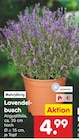 Aktuelle Lavendel Angebote bei Netto Marken-Discount in Mannheim Aktuelles Lavendelbusch Angebot bei Netto Marken-Discount in Mannheim ab 4,99 €