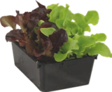 Barquette 12 plants de salade bio - GARDENLINE dans le catalogue Aldi