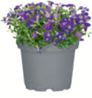 Aktuelle Blumen Angebote bei toom Baumarkt in Aachen Aktuelles Stauden Angebot bei toom Baumarkt in Aachen ab 2,99 €