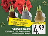 Amaryllis Wachs bei E center im Aichach Prospekt für 4,99 €