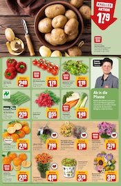 Pflanzen im REWE Prospekt in Bad Homburg Aktueller REWE Prospekt mit Pflanzen, "Dein Markt", Seite 7