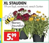 Wreesmann Großschirma - XL Stauden Angebot im Prospekt XL Stauden bei Wreesmann im Großschirma Prospekt für 5,99 €