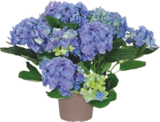 HORTENSIA - GARDENLINE - Aldi HORTENSIA - GARDENLINE à 7,99 € dans le catalogue Aldi