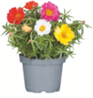 toom Baumarkt Wolfsburg - Portulakröschen Angebot im Prospekt Portulakröschen bei toom Baumarkt im Wolfsburg Prospekt für 3,59 €