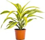 Aktuelles Drachenbaum Angebot bei Hellweg in Essen ab 9,99 €