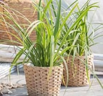 Segge von Kölle Bio für 3,99 € bei Pflanzen Kölle im Angebot Segge von Kölle Bio im aktuellen Pflanzen Kölle Prospekt