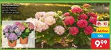 Aktuelle Pflanzen Angebote bei Netto Marken-Discount in Hannover Aktuelles Hortensienbusch Angebot bei Netto Marken-Discount in Hannover ab 9,99 €