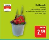 Aktuelles Mini Amaryllis Angebot bei Marktkauf in Nürnberg ab 2,49 €