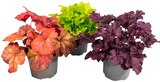 Heuchera Purpurglöckchen im Angebot bei REWE in Wetzlar Heuchera Purpurglöckchen Angebote bei REWE Wetzlar für 3,49 €