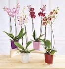 Orchidée 2 tiges en promo chez Super U Le Mans à 12,99 €