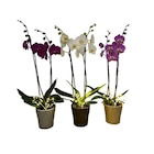 Orchidée 2 tiges - Carrefour à Boulogne-Billancourt Orchidée 2 tiges en promo chez Carrefour Boulogne-Billancourt à 11,99 €