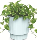 Aktuelles Blumentopf Milly Angebot bei Zimmermann in Hildesheim ab 0,99 €