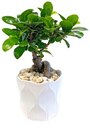Ginseng Bonsai im Angebot bei REWE in Niederkassel Ginseng Bonsai Angebote bei REWE Niederkassel für 9,99 €