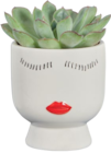 Succulentes en pot magnet en promo chez Lidl Succulentes en pot magnet dans le catalogue Lidl