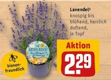 Aktuelles Lavendel Angebot bei REWE in Trier ab 2,29 €