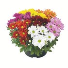 Chrysanthemen schale „Karneval“ Angebot in Zeuthen Chrysanthemen schale „Karneval“ im aktuellen Prospekt bei Lidl in Zeuthen