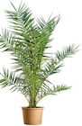 Kanarische Dattelpalme Angebote bei BayWa Bau- und Gartenmärkte Bayreuth für 18,99 €