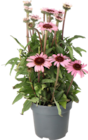 Sonnenhut (Echinacea ,SunSeekers‘) im Angebot bei Intratuin Hildesheim in Laatzen Sonnenhut (Echinacea ,SunSeekers‘) Angebote bei Intratuin Hildesheim Laatzen für 7,99 €