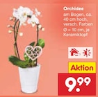 Netto Marken-Discount Sulingen - Orchidee Angebot im Prospekt Orchidee bei Netto Marken-Discount im Sulingen Prospekt für 9,99 €