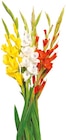 Schnittblumen Gladiolen „Glamini“ im Angebot bei Netto mit dem Scottie in Elmshorn Schnittblumen Gladiolen „Glamini“ Angebote bei Netto mit dem Scottie Elmshorn für 2,29 €