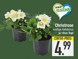 Christrose Angebote bei EDEKA Augsburg für 4,99 €