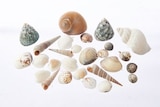 TEDi Neustadt - Muscheln Angebot im Prospekt Muscheln bei TEDi im Neustadt Prospekt für 2,00 €